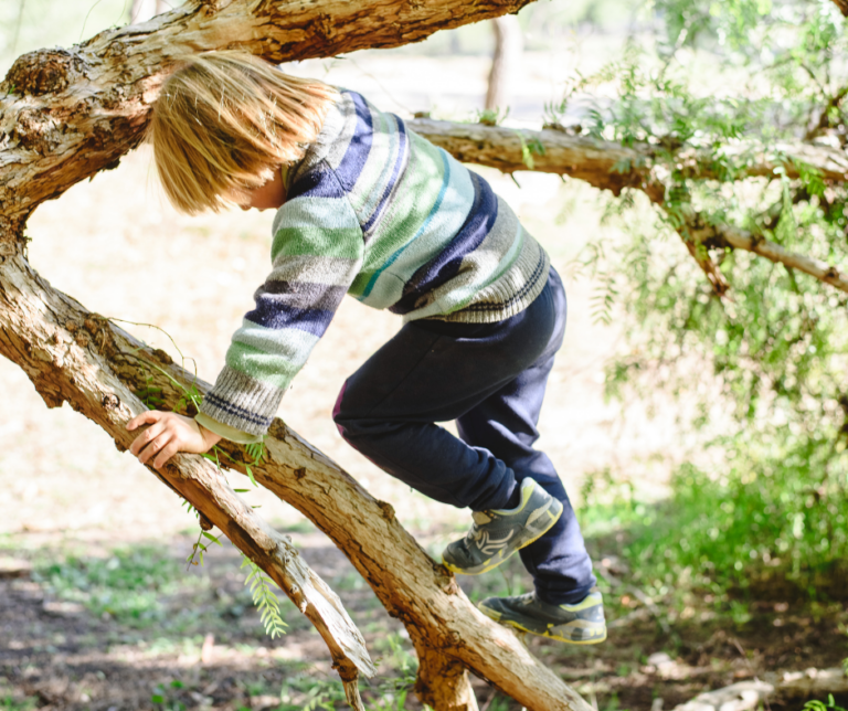 boy climbing tree