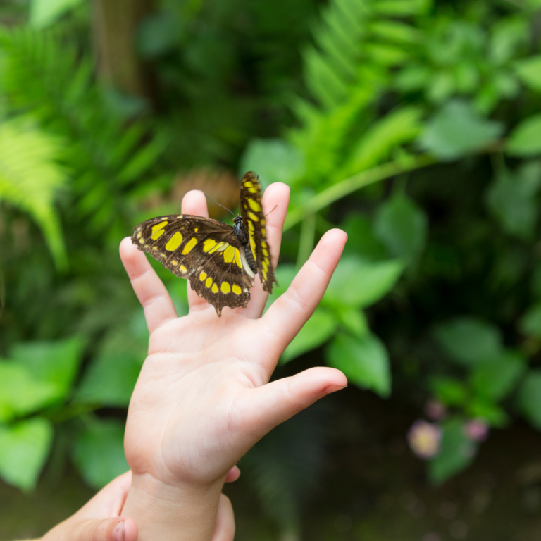 BUTTERFLY ON CHILD'S HAND