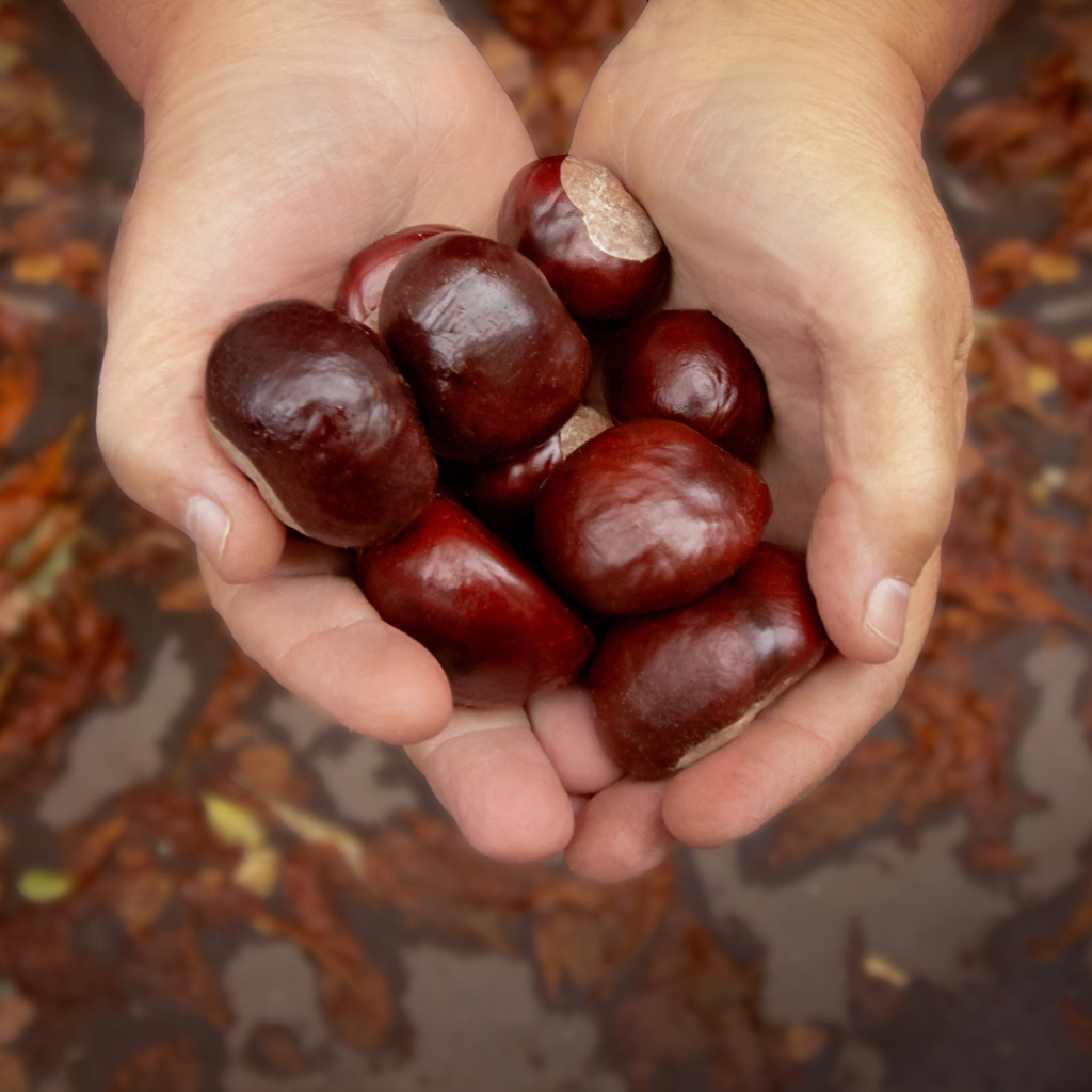 A handful of conkers