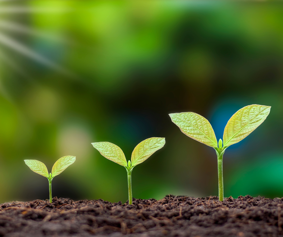 An image of 3 shoots of a plant in various states of continued growth